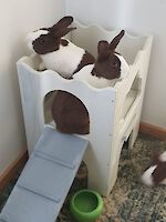 2 Kaninchen Holländer Paar ( 2 Jahre alt ) geimpft und kastriert