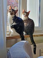 Pixel und Pepper, 3 ½ Jahre, zwei besonders liebe Katzenmädels! Geb. 18.4.2019