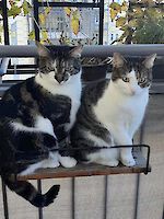 Pixel und Pepper, 3 ½ Jahre, zwei besonders liebe Katzenmädels! Geb. 18.4.2019