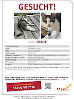 Katze Macha aus Fürstenfeldbruck vermisst seit 10.05.2023
