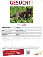 Katze Cleo vermisst seit dem 06.06.2023 Gröbenzell
