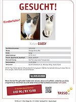 Heilige Birma Mix Katze Daisy vermisst seit 11.07.2024 Hausen/Geltendorf