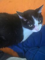 Kater Dexter American Shorthair ( 13 Jahre alt )