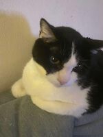 Kater Dexter American Shorthair ( 13 Jahre alt )