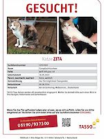 Katze Zita vermisst seit 09.08.2024 Germering