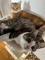 Kater Tommy (rot) und Urmas (weiß/schwarz) 3 Jahre alt