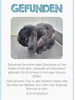 schwarzes Kaninchen oder Zwerghase gefunden!