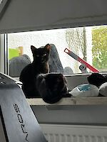 sechs lustige schwarze Katzenkinder