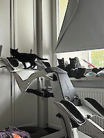 sechs lustige schwarze Katzenkinder