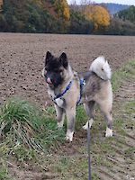 American Akita Hündin Kaya (6 Monate alt) sucht dringend ein neues Zuhause!