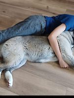 American Akita Hündin Kaya (6 Monate alt) sucht dringend ein neues Zuhause!