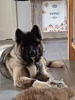 American Akita Hündin Kaya (6 Monate alt) sucht dringend ein neues Zuhause!