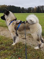 American Akita Hündin Kaya (6 Monate alt) sucht dringend ein neues Zuhause!