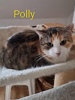 Katze Polly (4 jahre alt) Einzelprinzessin