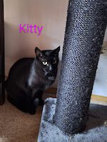 Katze Kitty (2 Jahre alt)