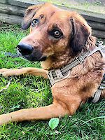 Hündin Lola (4 Jahre alt)