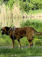 Hündin Lola (4 Jahre alt)