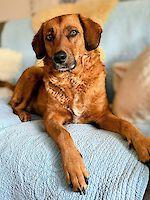 Hündin Lola (4 Jahre alt)