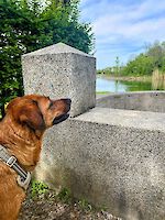 Hündin Lola (4 Jahre alt)