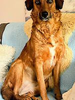 Hündin Lola (4 Jahre alt)