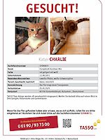 Kater Charlie aus Fürstenfeldbruck vermisst seit 25.05.2025