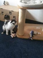 Kater Blessi ( 2 - 3 Jahre alt )