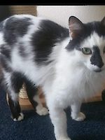 Kater Blessi ( 2 - 3 Jahre alt )