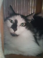 Kater Blessi ( 2 - 3 Jahre alt )