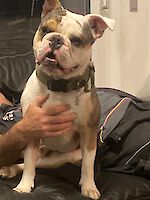 Ragnar Bulldogge männlich ( geb. 12.2021 )