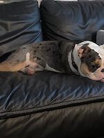Ragnar Bulldogge männlich ( geb. 12.2021 )