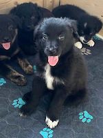 Lio weiblich ( Geb. 11.05.2025 ) sucht ihr für immer Zuhause!