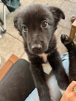 Lio weiblich ( Geb. 11.05.2025 ) sucht ihr für immer Zuhause!