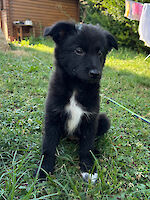 Lio weiblich ( Geb. 11.05.2025 ) sucht ihr für immer Zuhause!