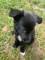 Lio weiblich ( Geb. 11.05.2025 ) sucht ihr für immer Zuhause!