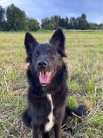 Lio weiblich ( Geb. 11.05.2025 ) sucht ihr für immer Zuhause!