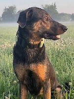 Lio weiblich ( Geb. 11.05.2025 ) sucht ihr für immer Zuhause!