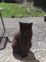 Katze Stella ( 8 Jahre alt )