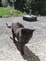 Katze Stella ( 8 Jahre alt )