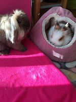 Zwergkaninchen Tiffany und Columbo