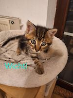 Katzentrio Bubi, Wichtel und Mia, geb. Sommer 2025