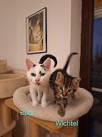 Katzentrio Bubi, Wichtel und Mia, geb. Sommer 2025