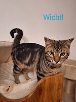 zwei Kater Bubi und Wichtel , geb. Sommer 2025
