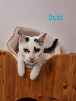 zwei Kater Bubi und Wichtel , geb. Sommer 2025