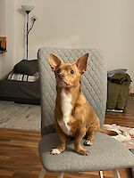 Dee, weiblich (kastriert), geb. Februar 2021