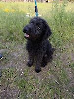 Dee, weiblich (kastriert), geb. Februar 2021