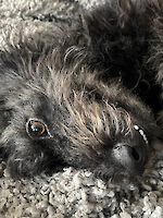 Hündin Lilli sucht ein neues liebevolles Zuhause oder Pflegeplatz