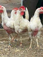 Hühnerrettung April 2026: „Schenk mir ein zweites Leben!“ – Dringend Lebensplätze gesucht! (copy)