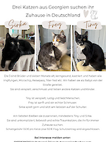 Drei Katze Brüder Tiny, Frey und Sirka aus Georgien suchen ein Zuhause!
