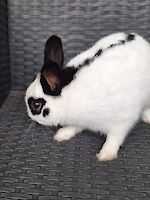 Schwarz/weißes Zwergkaninchen, männlich 1 Jahr aufgeweckt und neugierig sucht neues Zuhause!