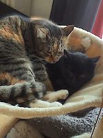 zwei Katzendamen Kessy (schwarz) und Kira (3farbig) 11 Jahre alt